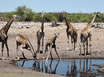 Giraffe Herd