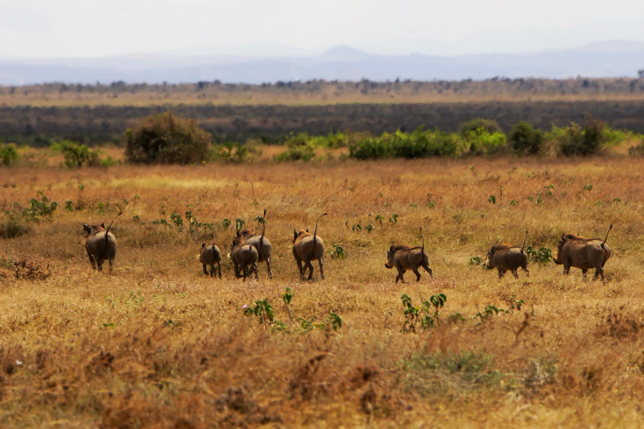 Warthog Family