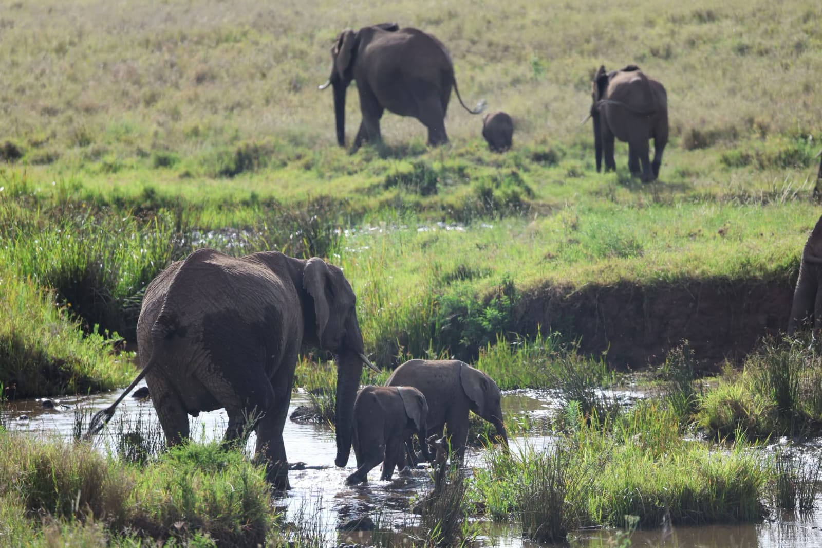 Elephant Family Crossing — Amboseli Wetlands