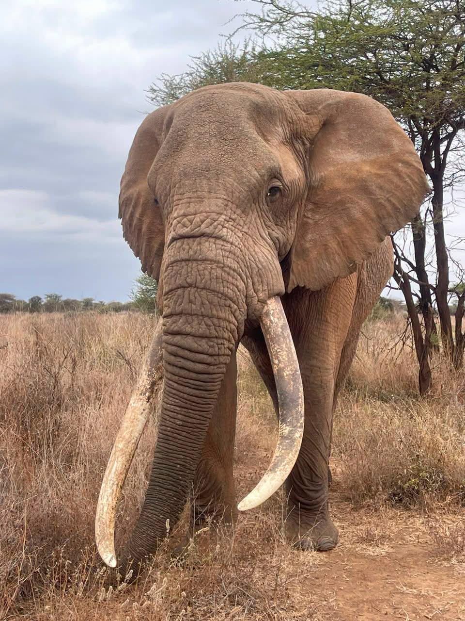 African elephant at Osewan Community Conservancy