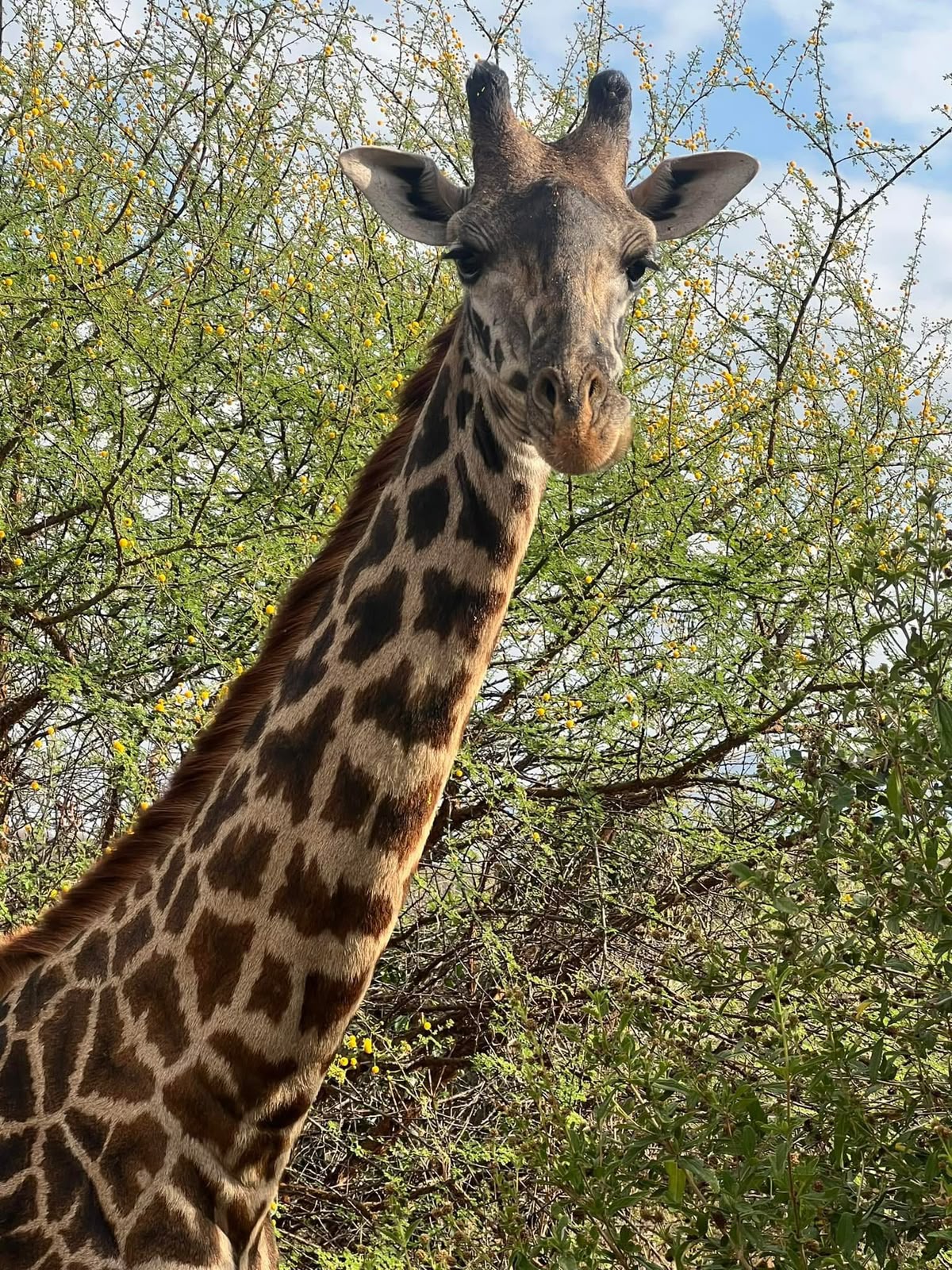 Masai giraffe at Osewan Community Conservancy