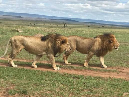 African lion at Osewan Community Conservancy
