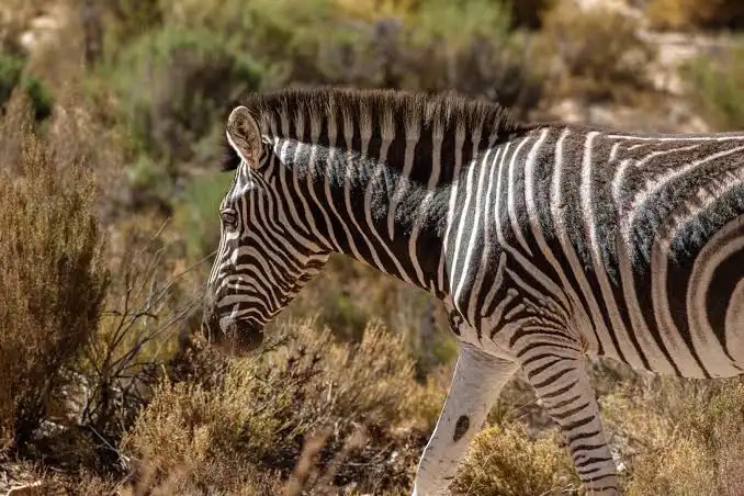 Plains zebra at Osewan Community Conservancy